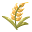 wheat